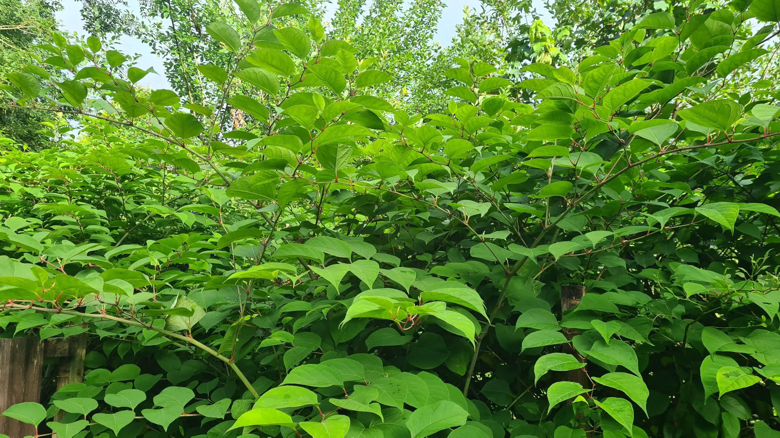 The risk of Japanese knotweed to property and the environment are enormous when you see how aggressively it grows