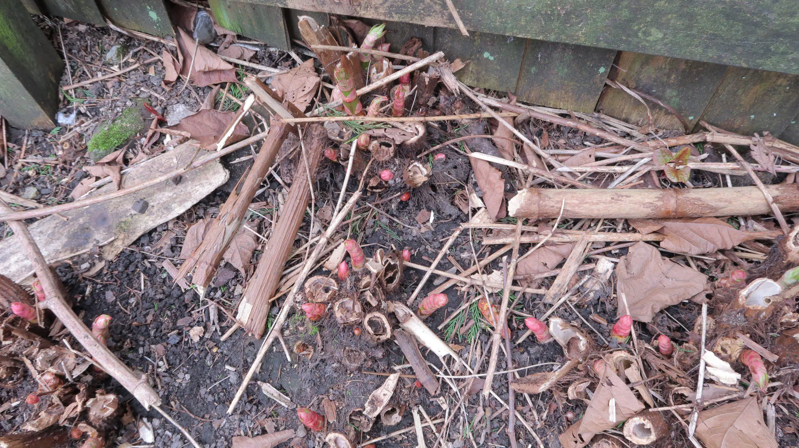 The soil loses nutrients from the creation and growth of Japanese knotweed crowns