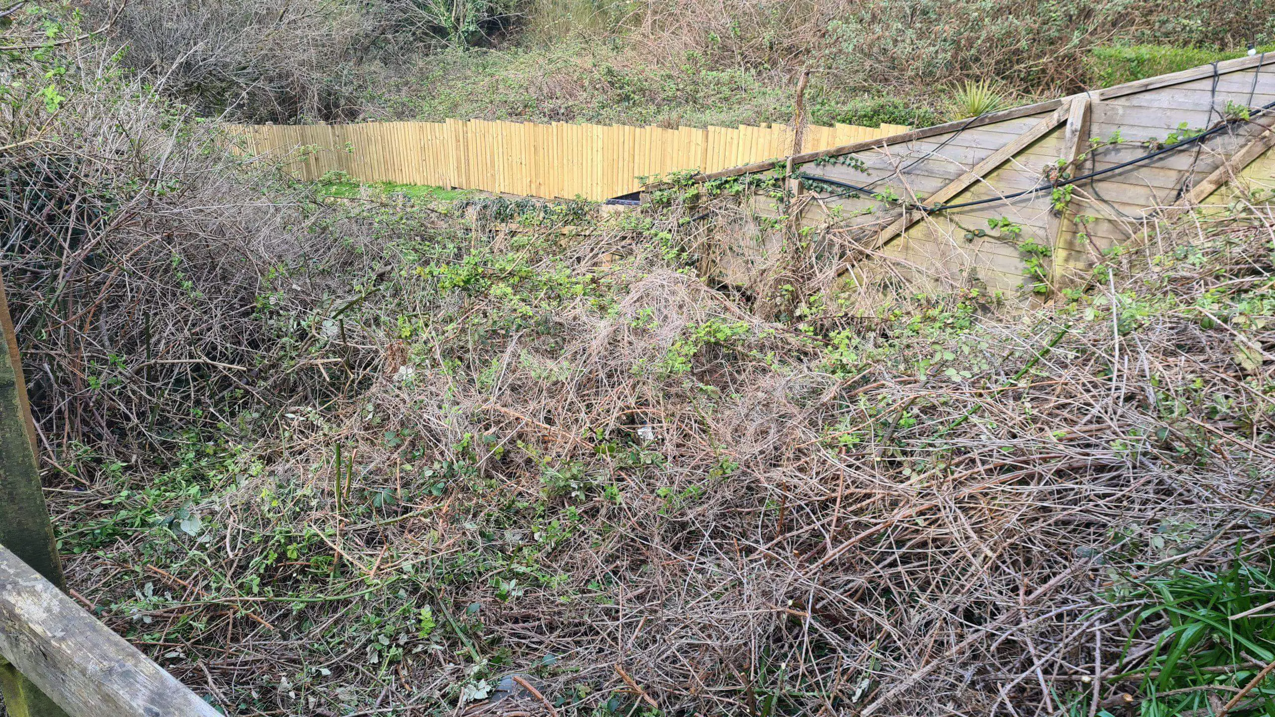 The task of completing a site clearance is no easy task when confronted with an overgrown garden such as this one with brambles