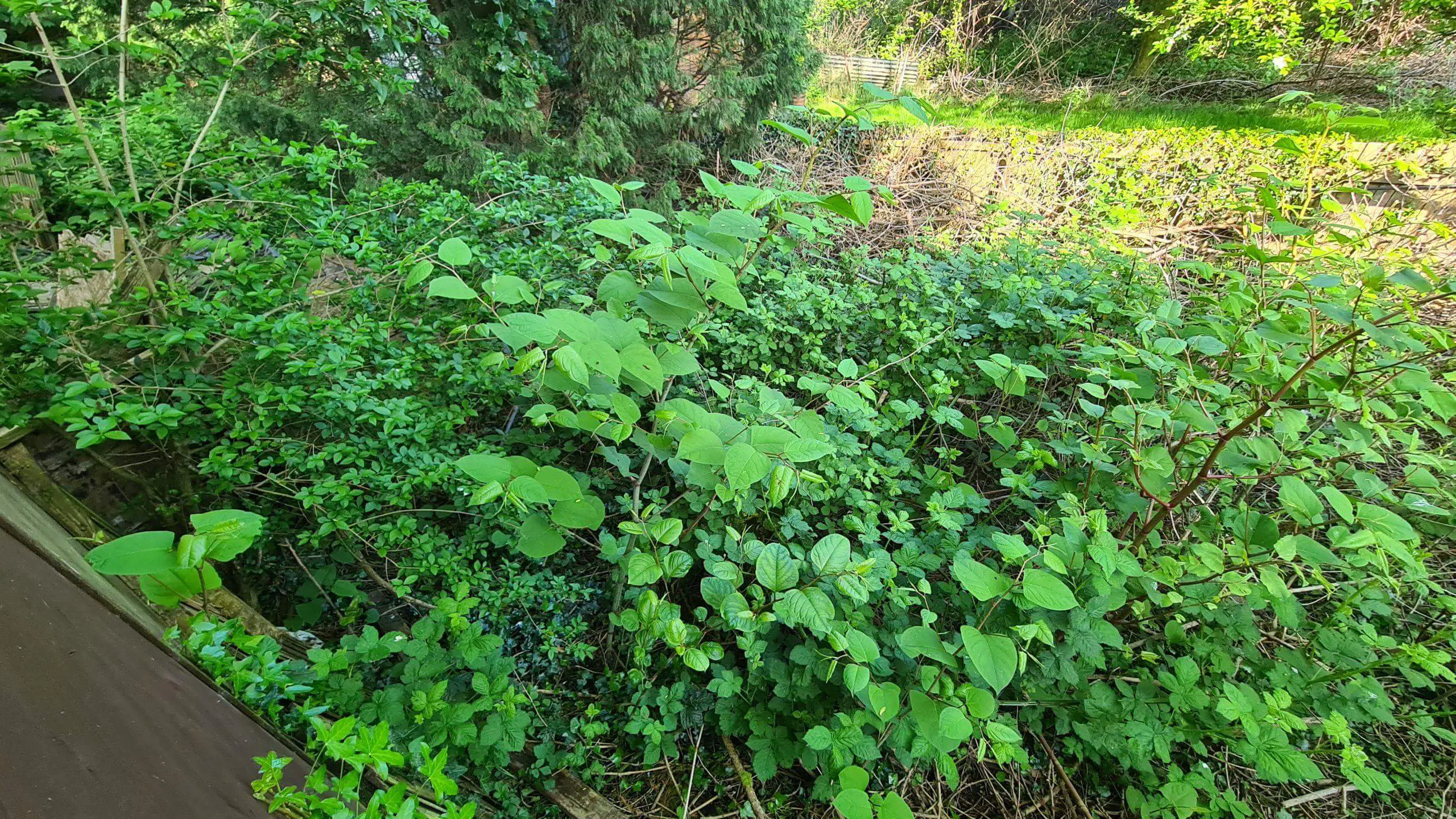 There are many factors affecting the removal of Japanese knotweed that need to be considered to keep costs affordable