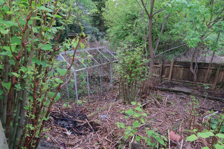 Typical Costs In Removing Japanese Knotweed