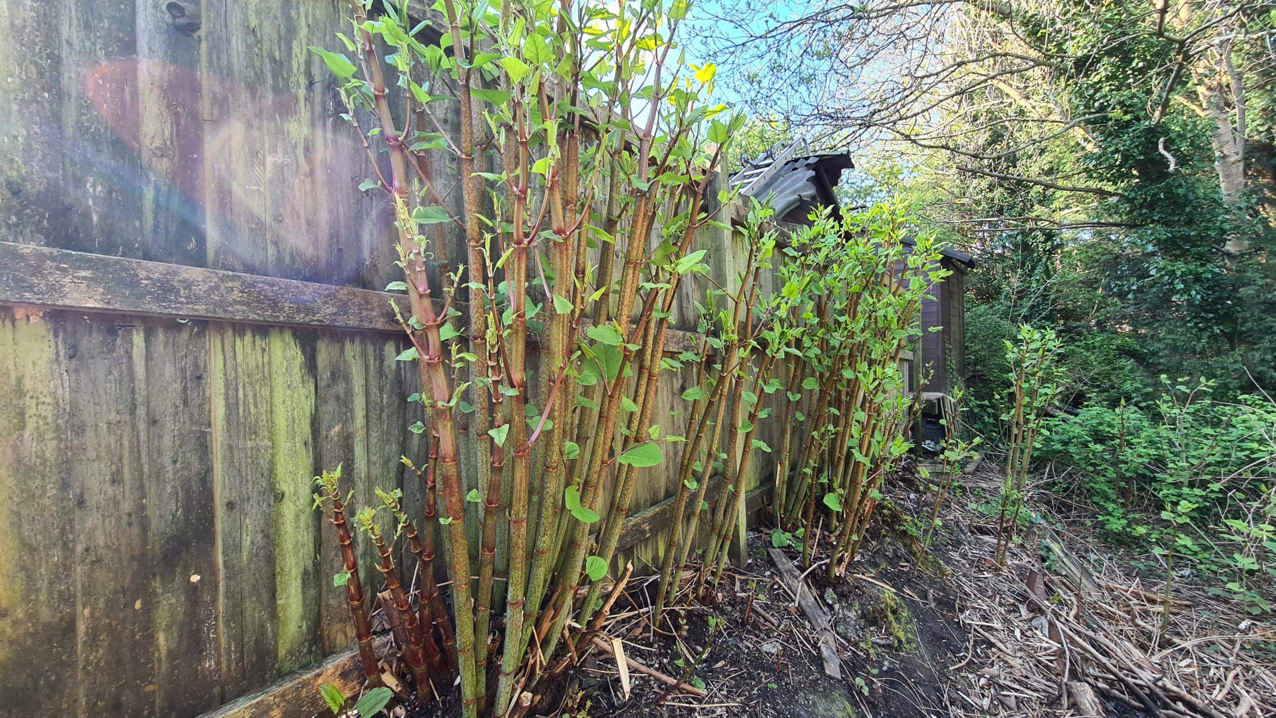 Typically when treating one Japanese knotweed crown you end up treating many as they grow so close together
