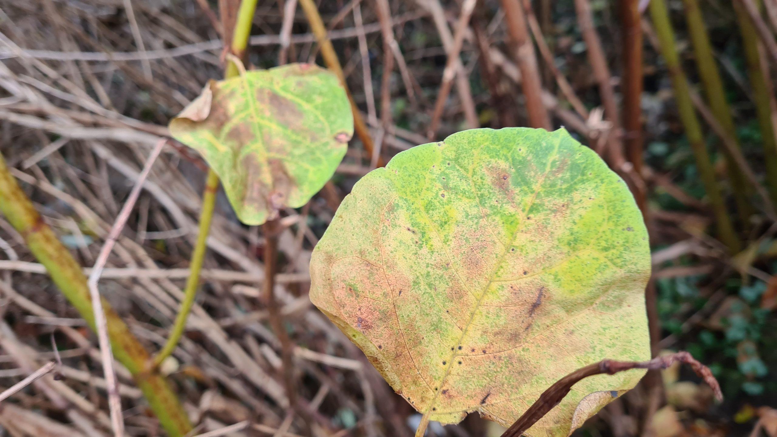 Use of a herbicide can slowly kill the knotweed with visible signs of decay