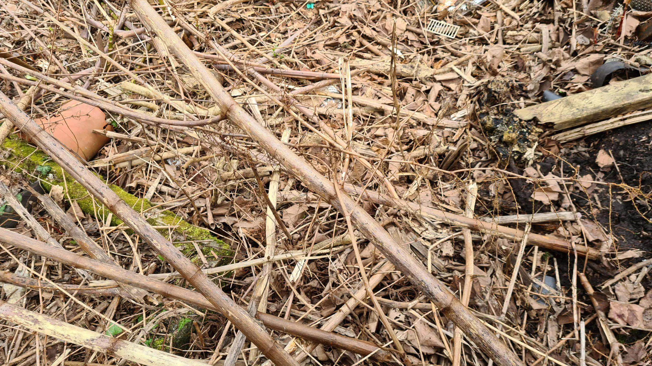 Use of a machete and brushcutter to cut down Japanese knotweed manually