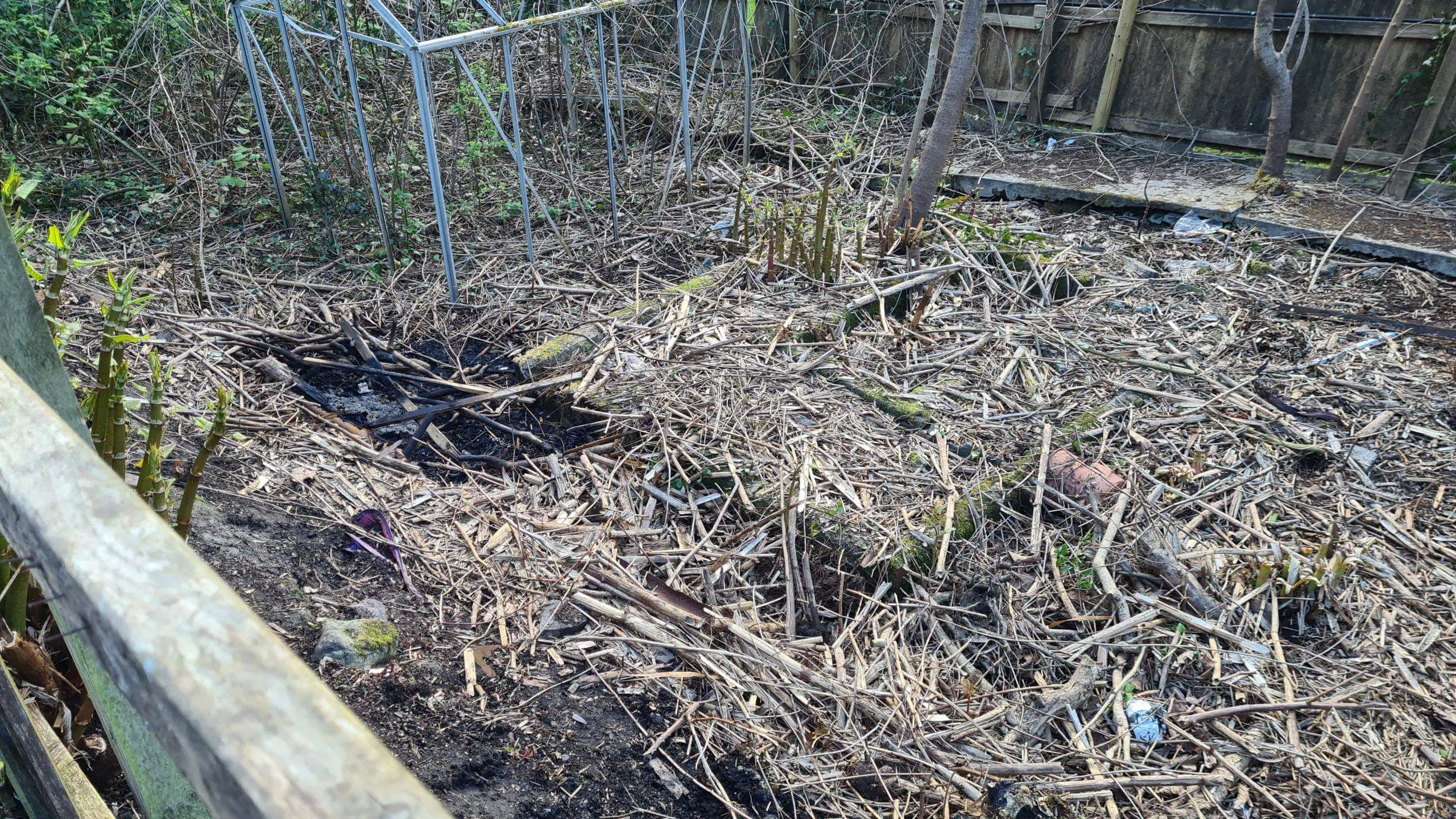 Use of a professional to clear the site and prevent Japanese knotweed from returning is vital to gain your outdoor space back