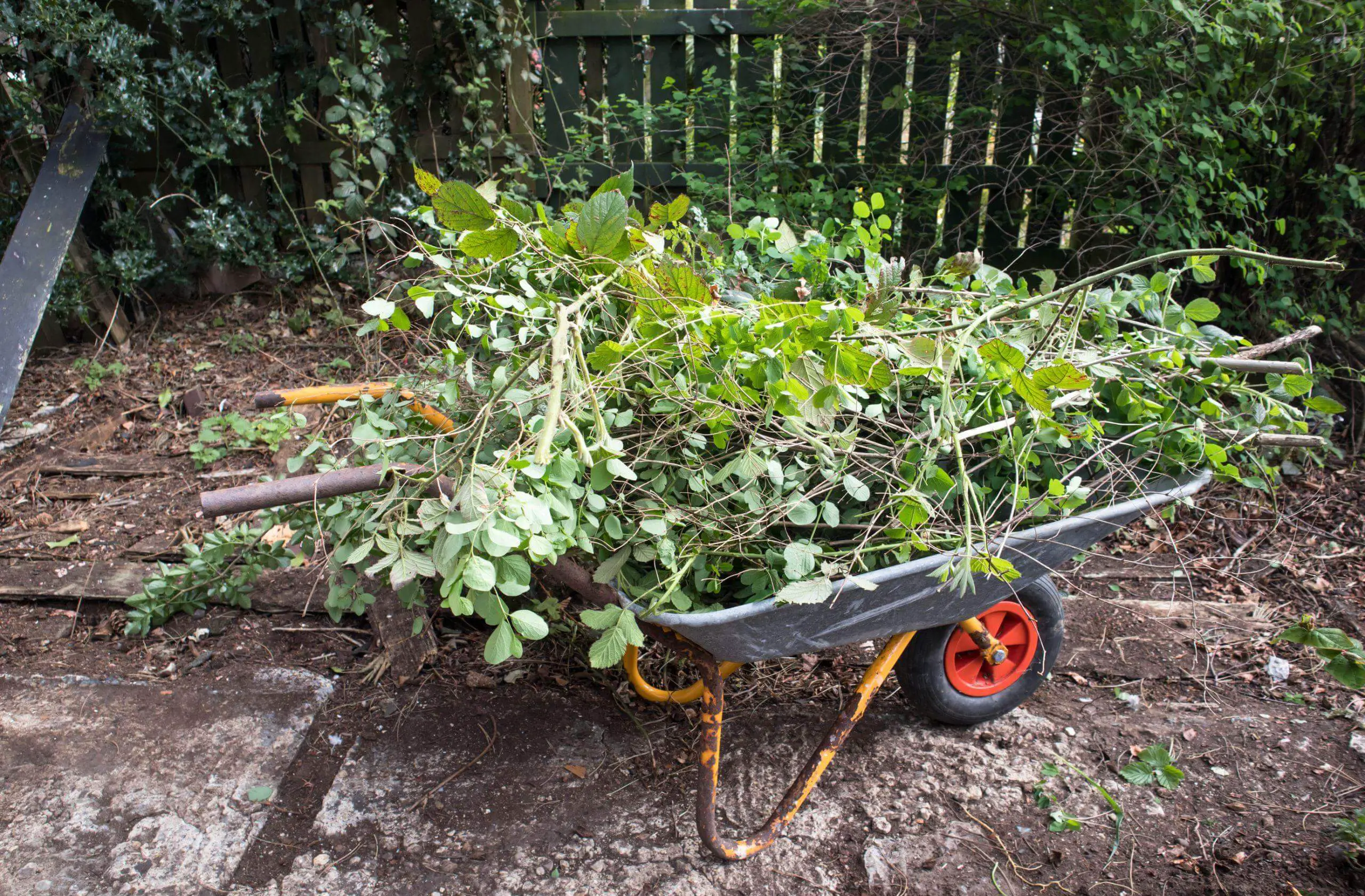 Wheel barrow in a garden piled full with foliage and greenery ready to be moved