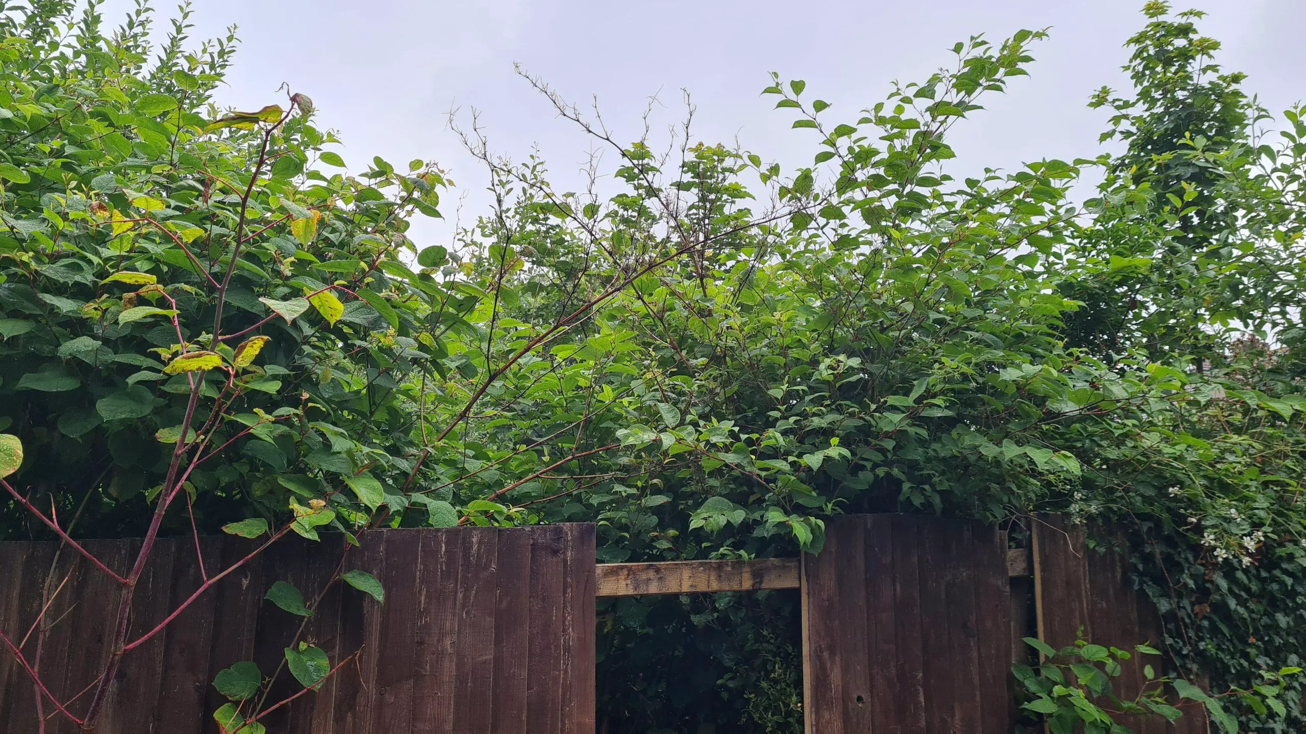 When Japanese knotweed grows to its full height and density it consumes the area without any other native plants having a chance to flourish
