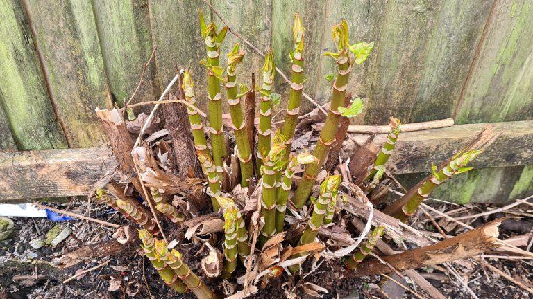 Why Japanese Knotweed Crowns Can Be Difficult to Eradicate
