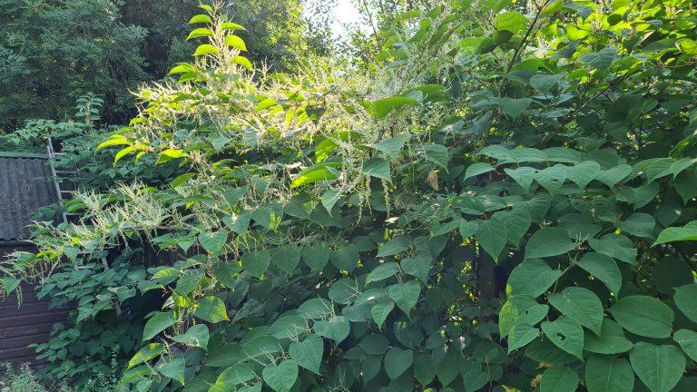 Why Japanese Knotweed Removal Is Essential For Commercial Properties