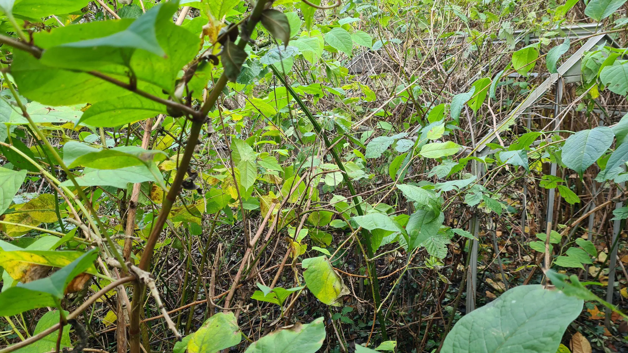 Choosing the right Japanese knotweed treatment plan in order to be effective 1