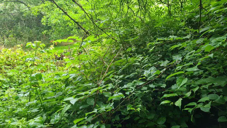 The Impact of Climate Change on the Spread of Japanese Knotweed