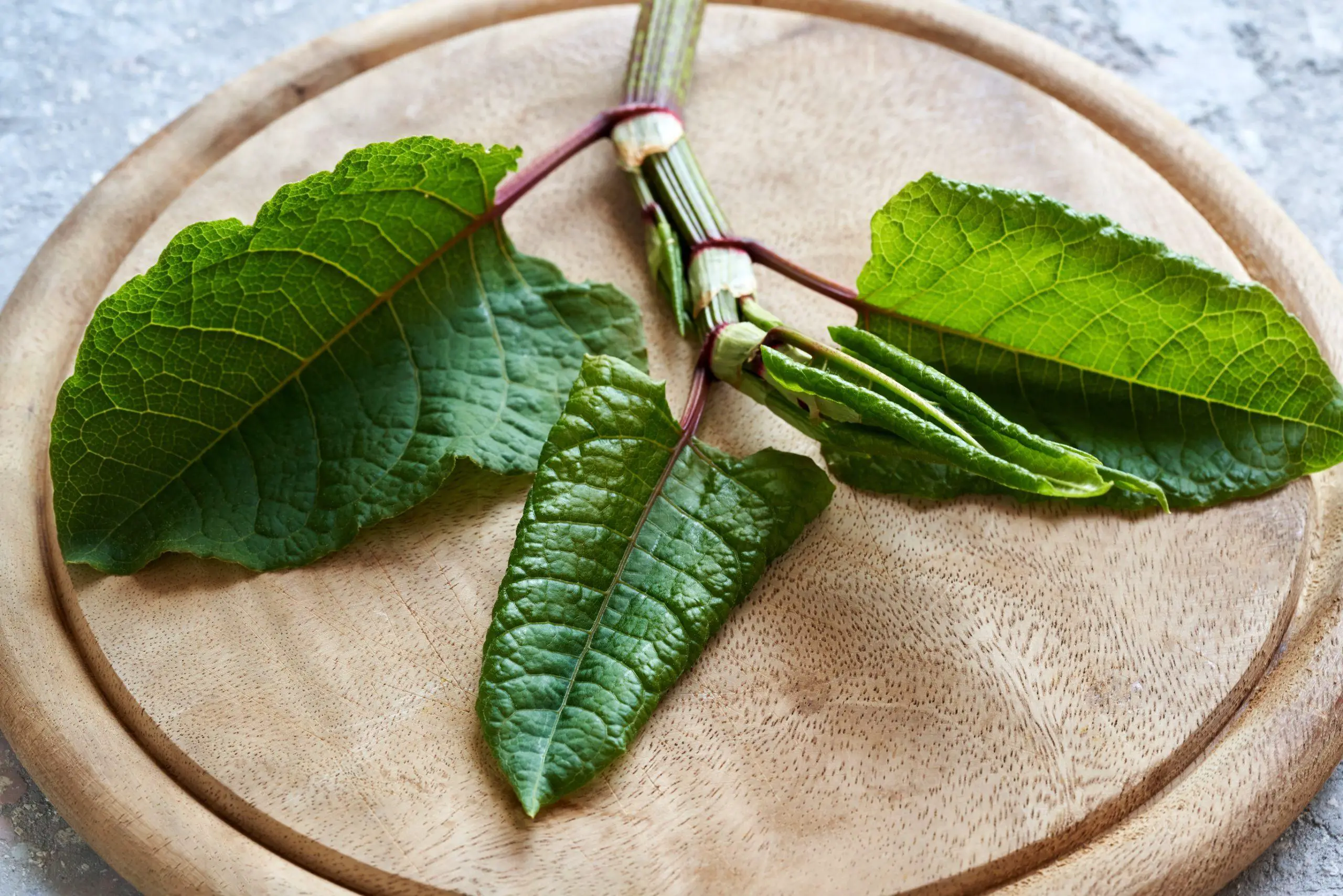 Close up of Japanese knotweed leaves in the use of medicine
