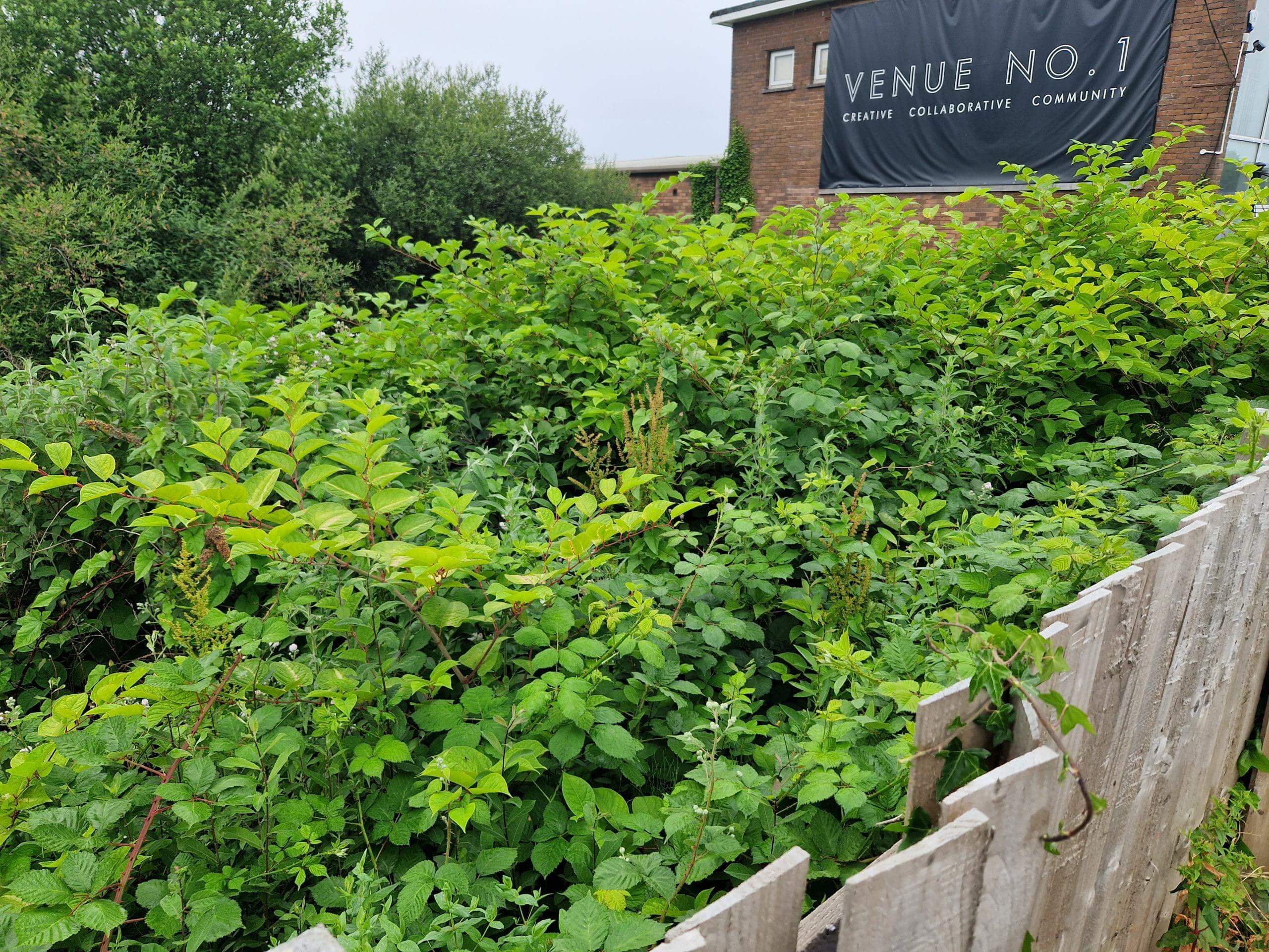 Controlling Japanese knotweed requires time and patience to get the result you desire