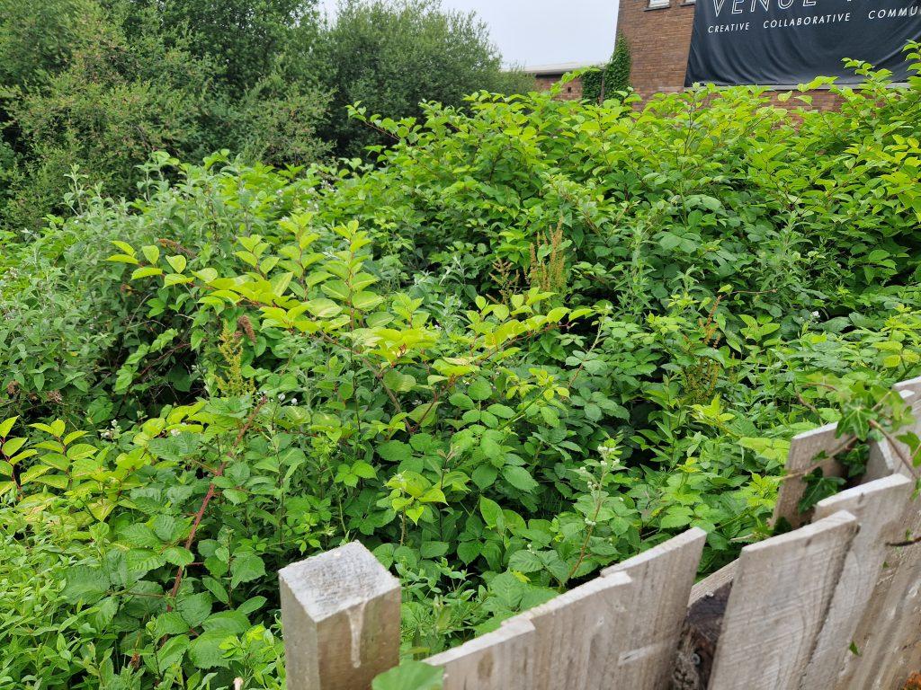 Different methods can be used to control Japanese knotweed
