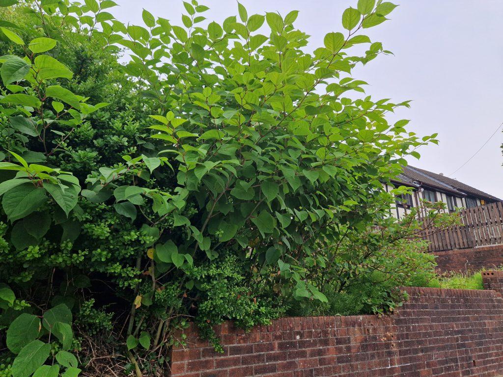 Effectiveness in treatment of Japanese Knotweed