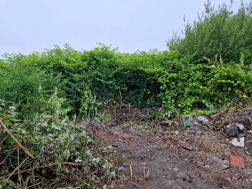 Eradication of Japanese knotweed on wasteland