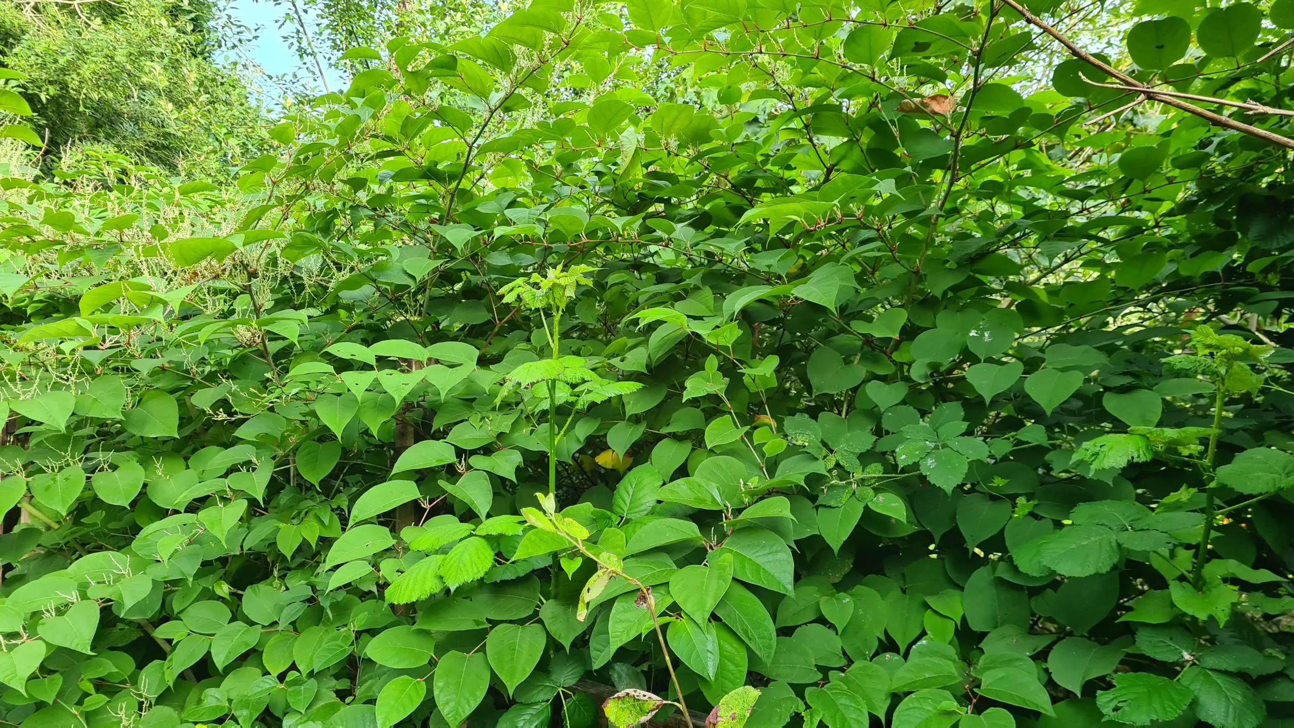 Factors to consider when removing Japanese knotweed from the size of the infestation to its maturity