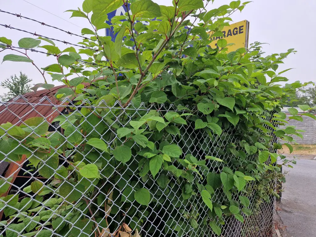 Finding Japanese knotweed on your property needs attention to manage it