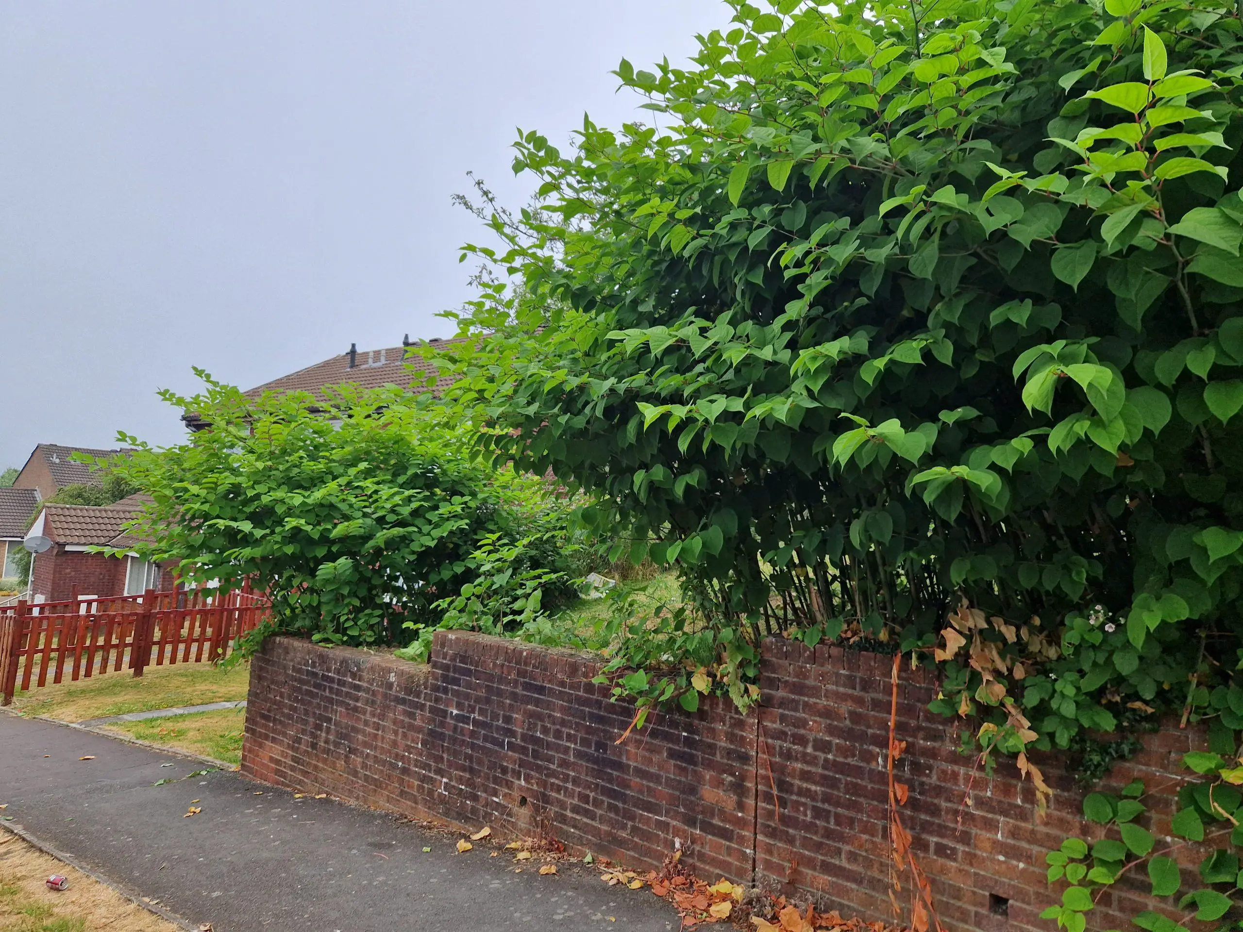 Growth of Japanese knotweed near properties which requires a treatment plan