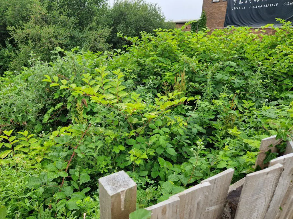 Identifying the best methods to treatment Japanese knotweed no matter it grows