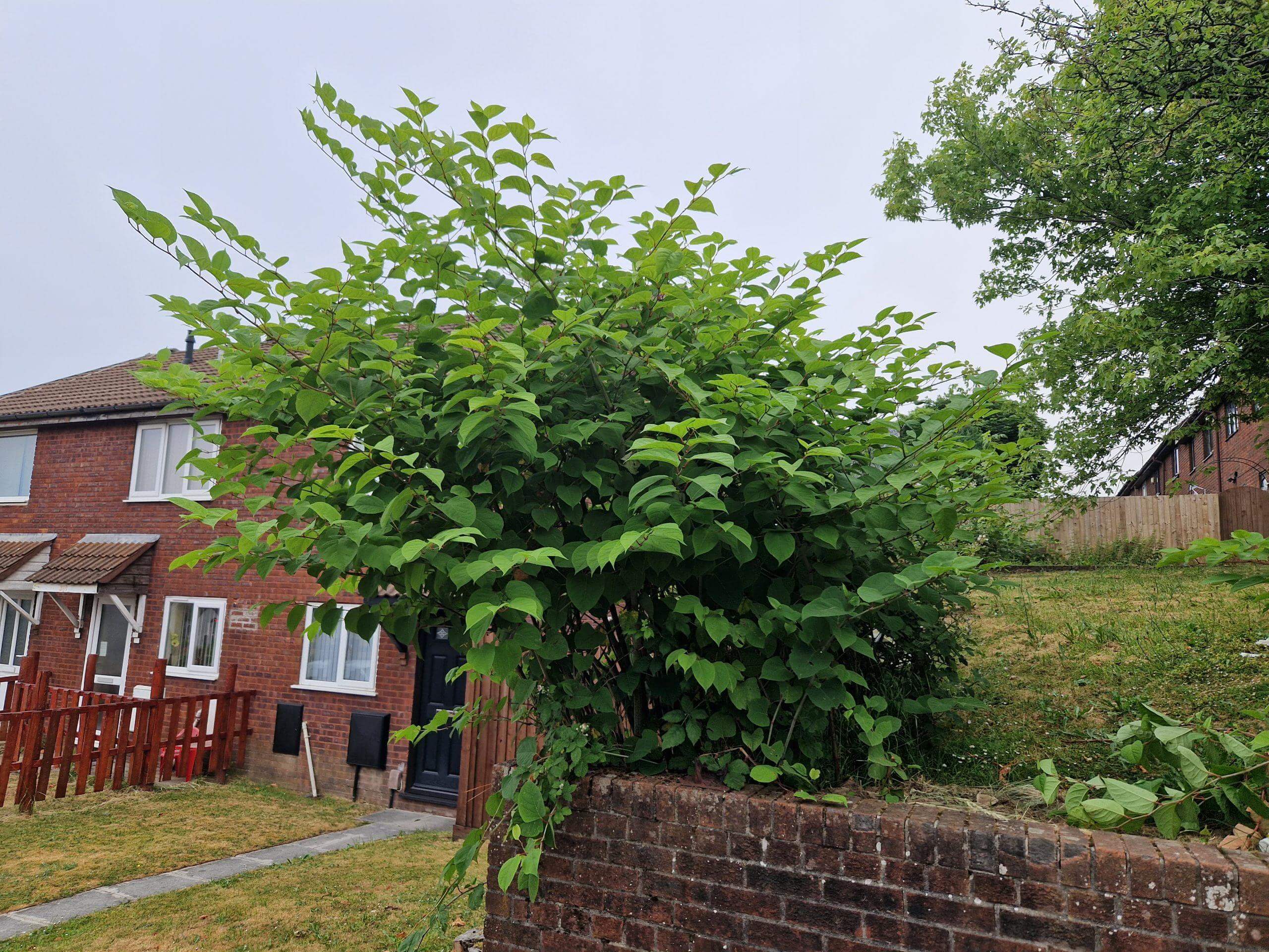 Japanese knotweed can and impact property values if left untreated