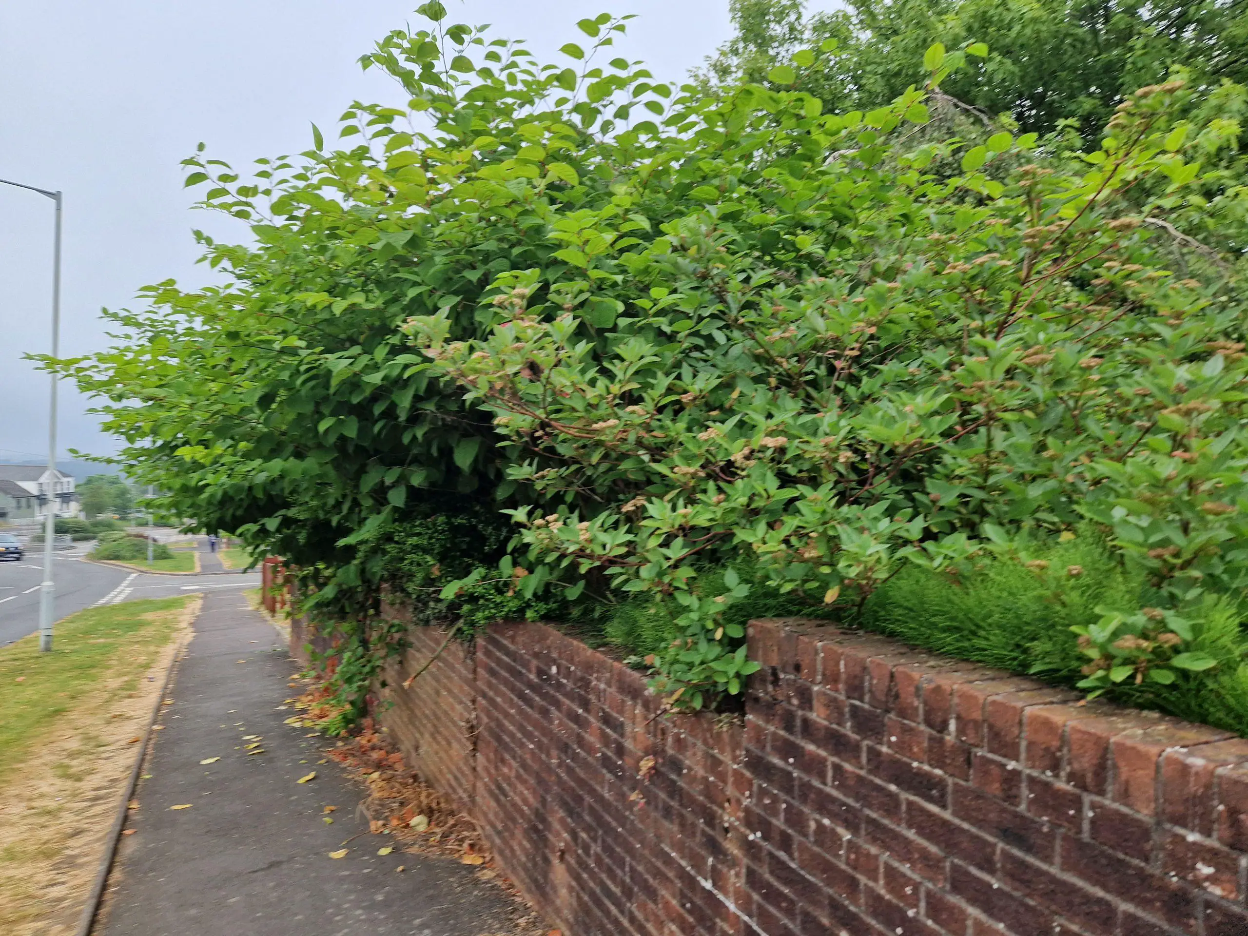 Japanese knotweed consuming ground all the way to the edge of a boundary