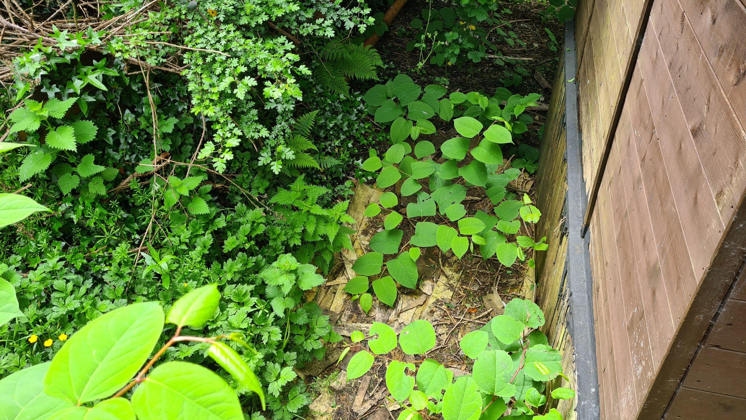 Japanese knotweed finds any space to grow and take over