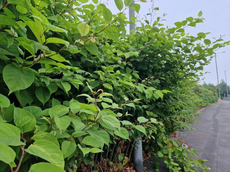 The Future of Japanese Knotweed Treatment: Innovations and Advancements