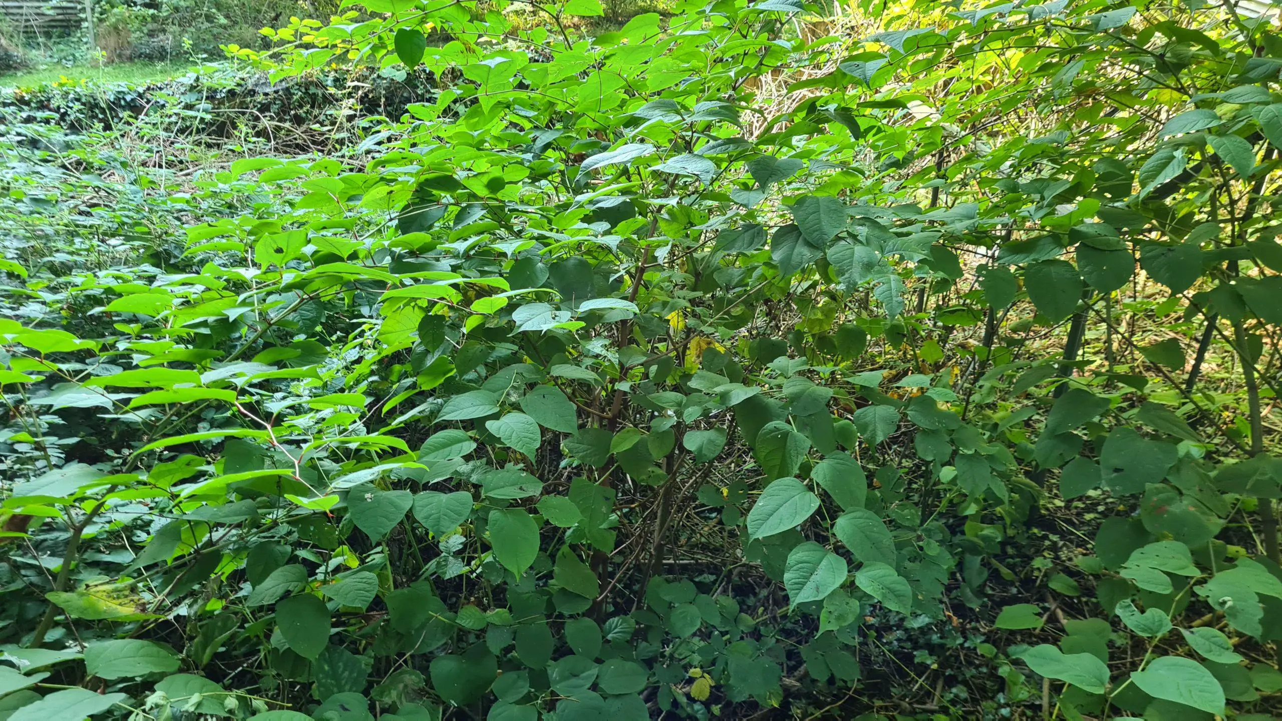 Japanese knotweed growing in mid June and nearly mature ahead of the end of Summer