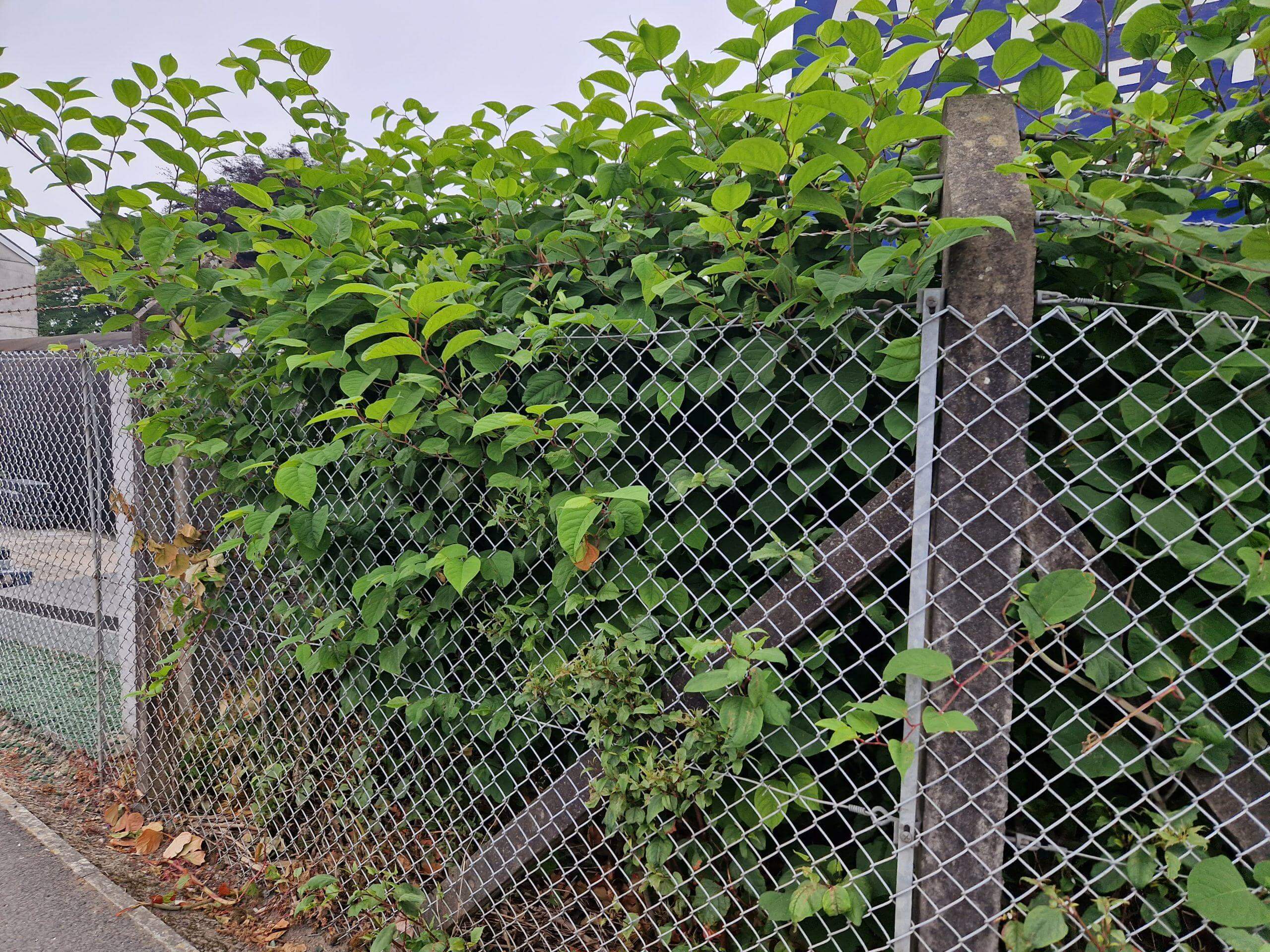 Japanese knotweed growing on commercial land and ready for treatment