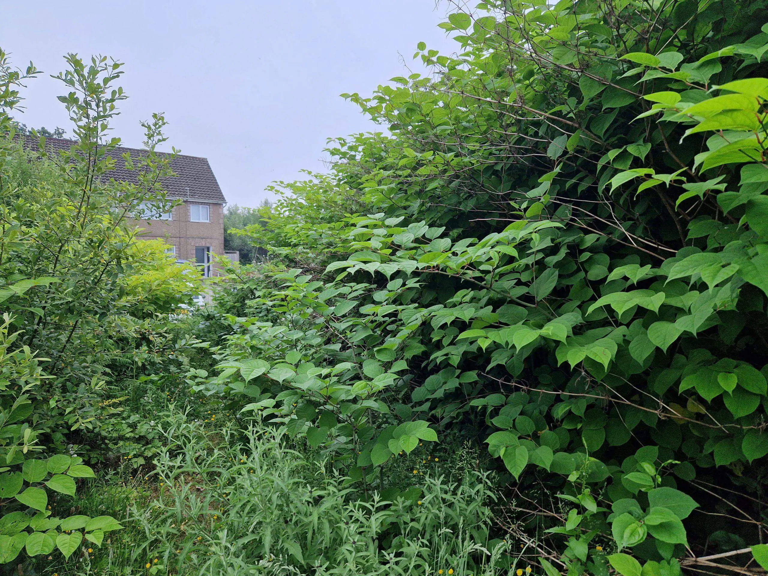 Japanese knotweed growing too close to properties which can affect both their value and structure