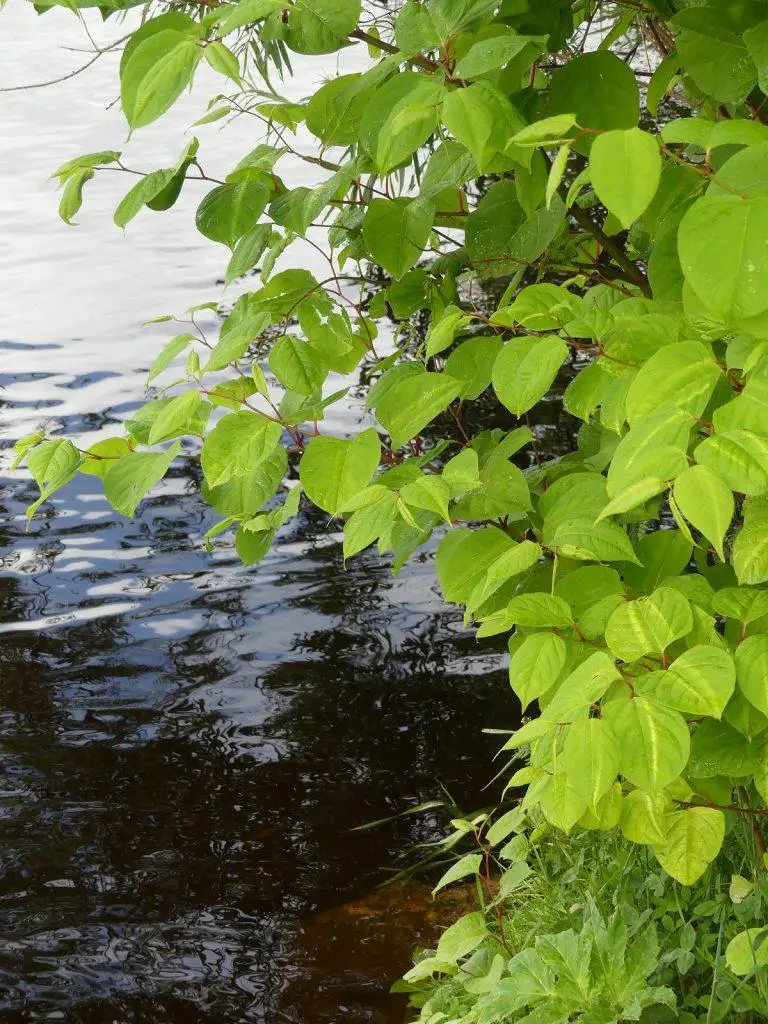 Japanese Knotweed Management: Investigating the Potential of Biological Control Methods