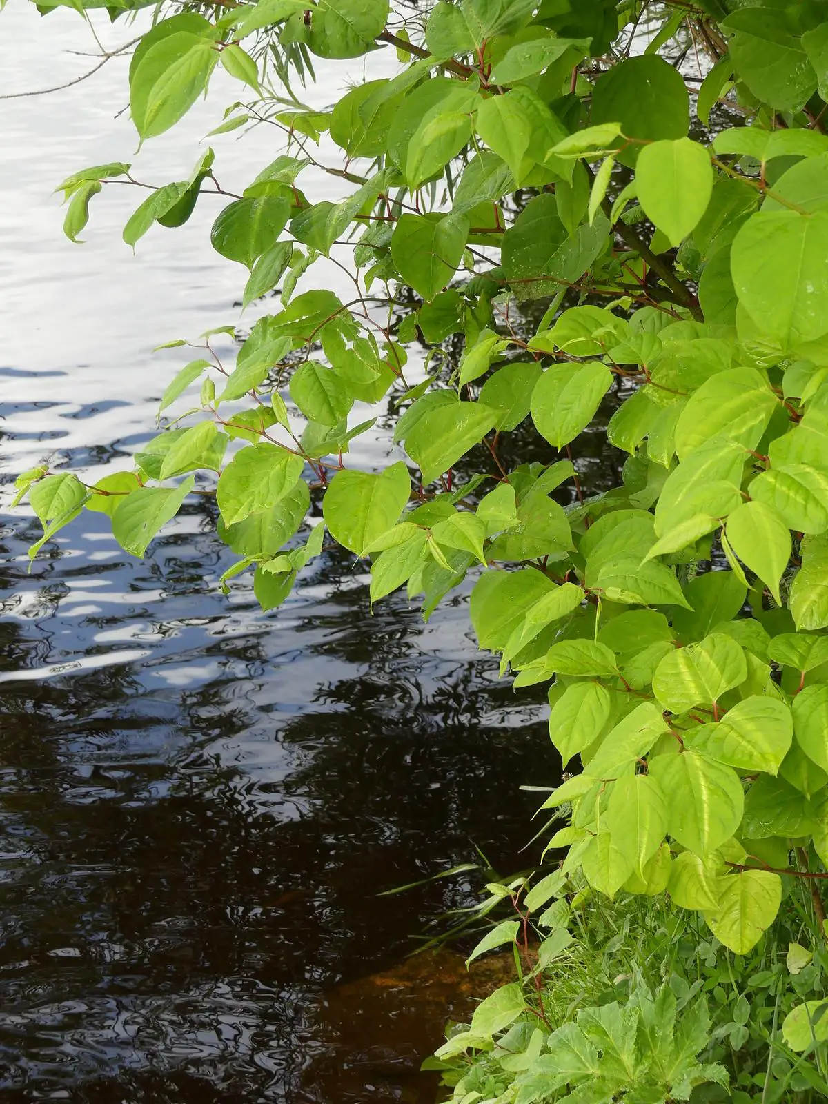 Japanese knotweed grows right to the edge of the river embankment