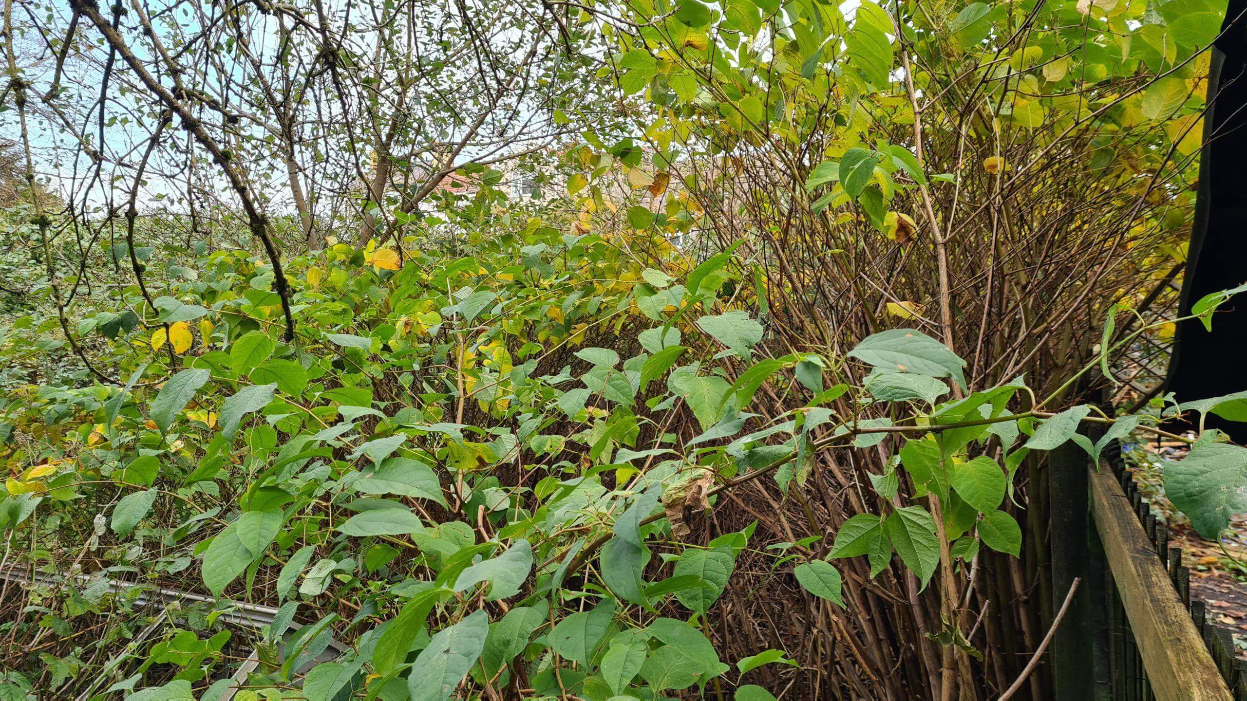 Japanese knotweed in Autumn beginning to decay and go dormant for the winter