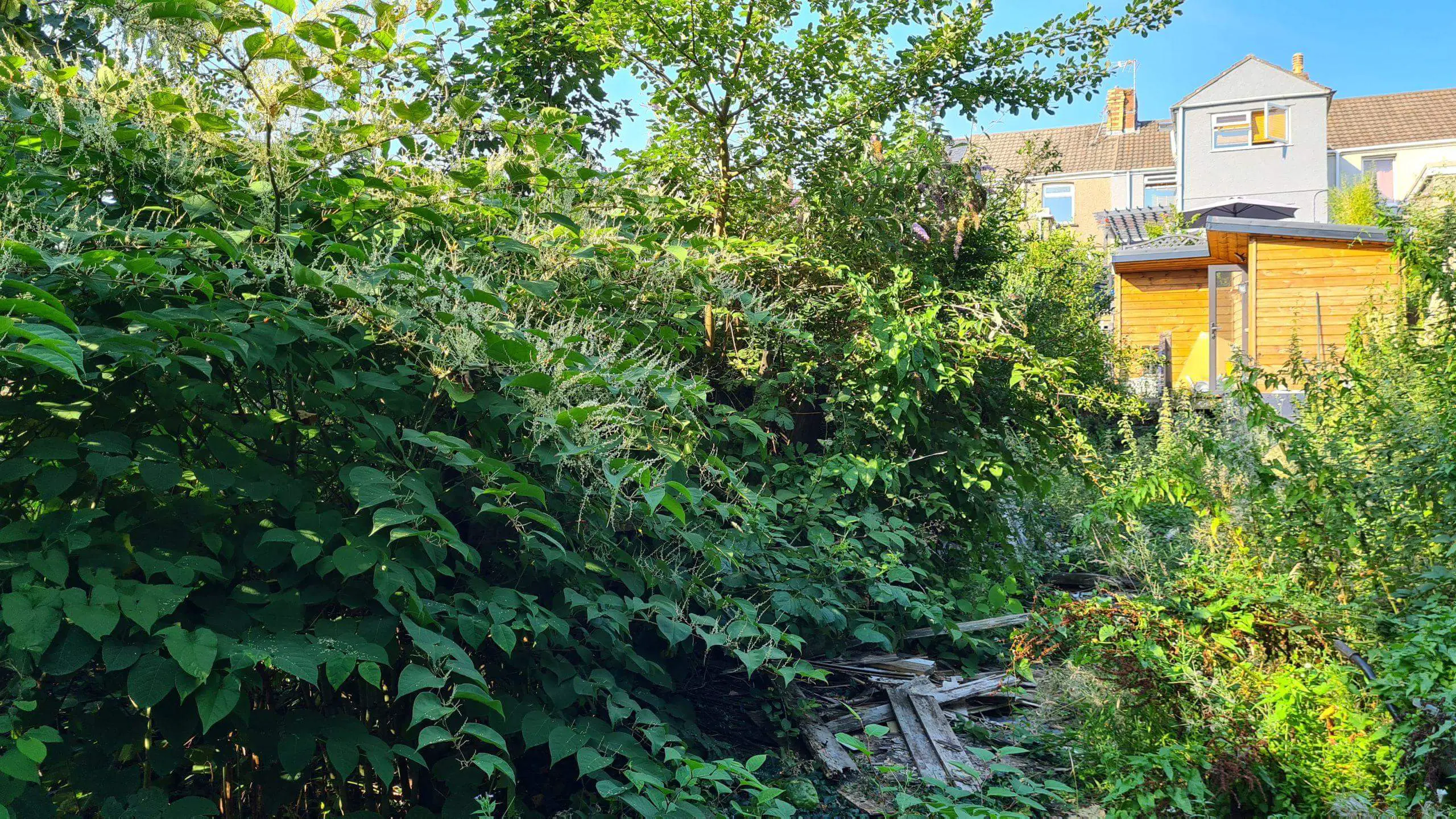 Japanese knotweed in full bloom and consuming a vast amount of a garden