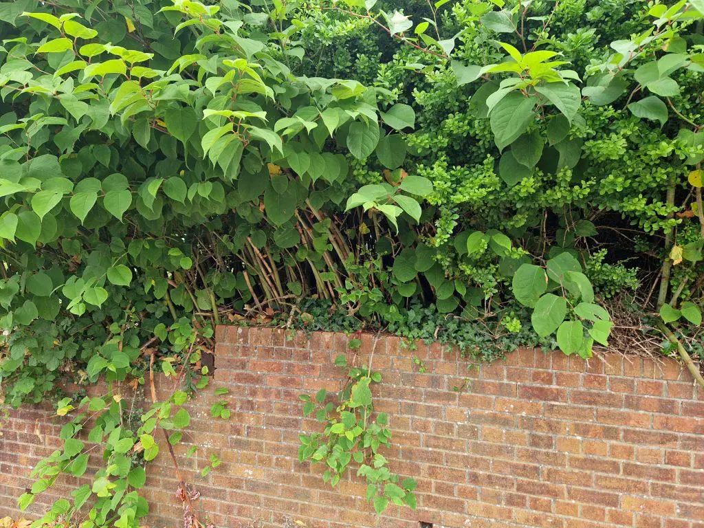 Japanese knotweed infestation which has consumed a garden completely