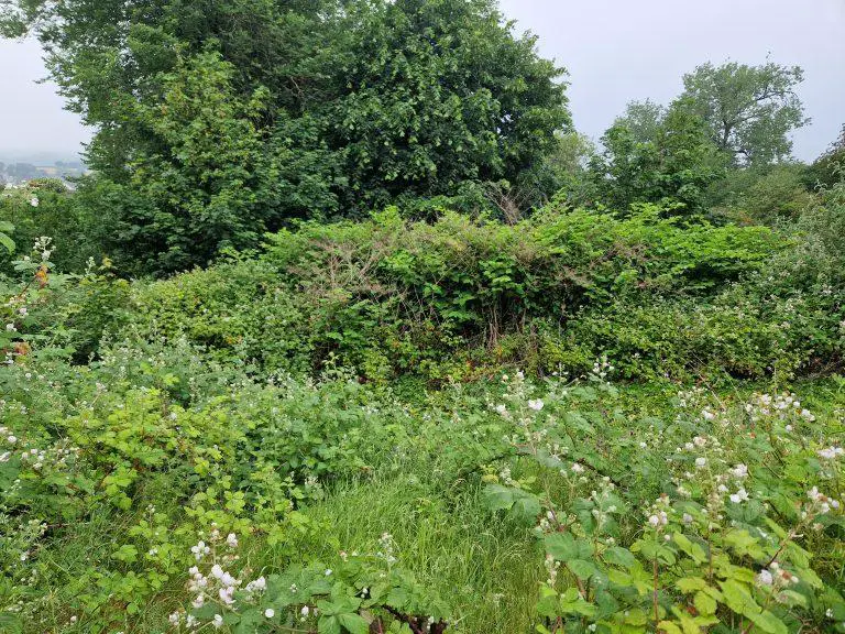 The Relationship Between Japanese Knotweed and Other Invasive Species