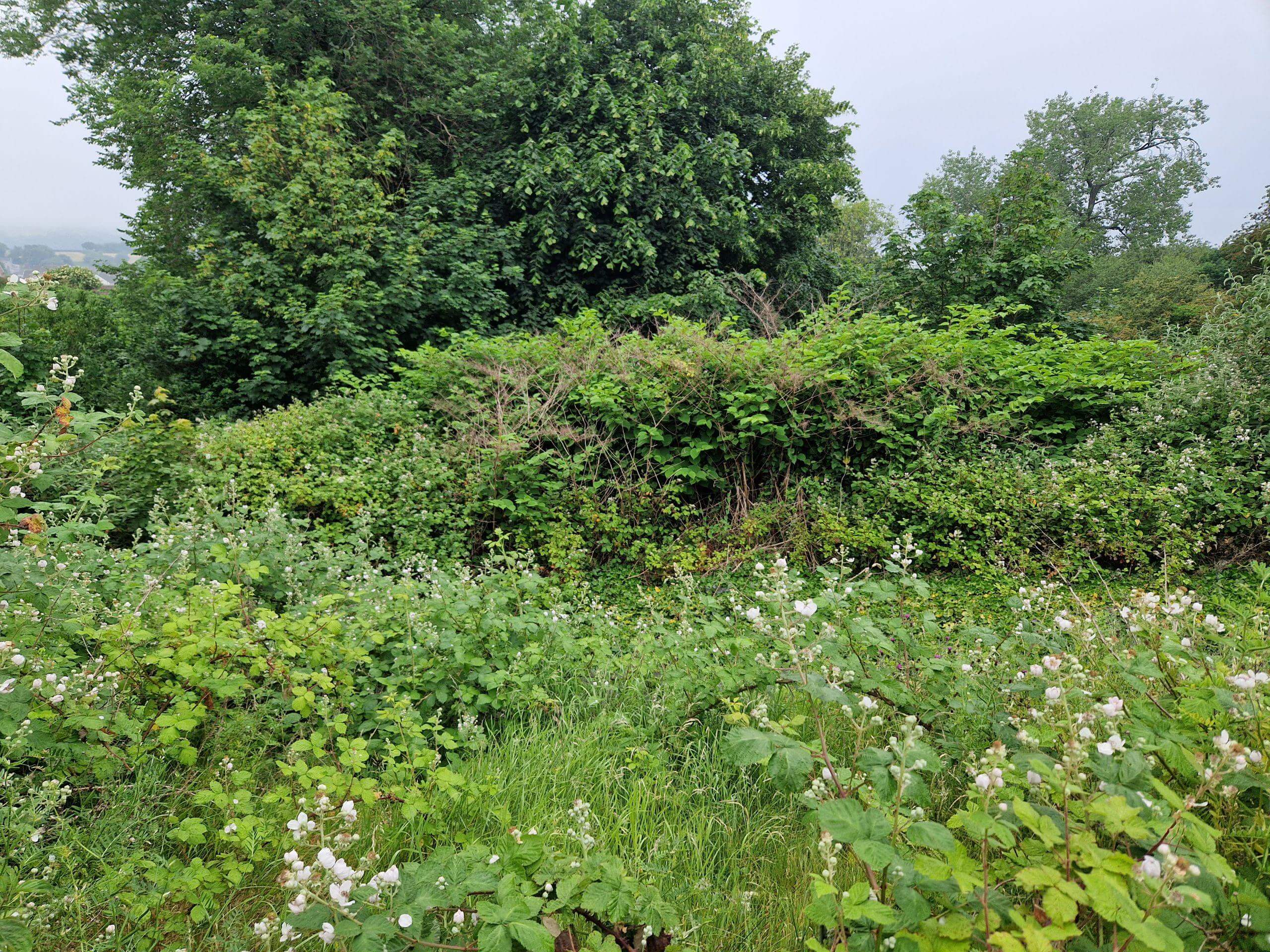 Japanese knotweed mixed in around other invasive weeds