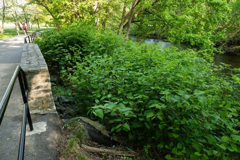 The Impact of Japanese Knotweed on Watercourses and Flooding