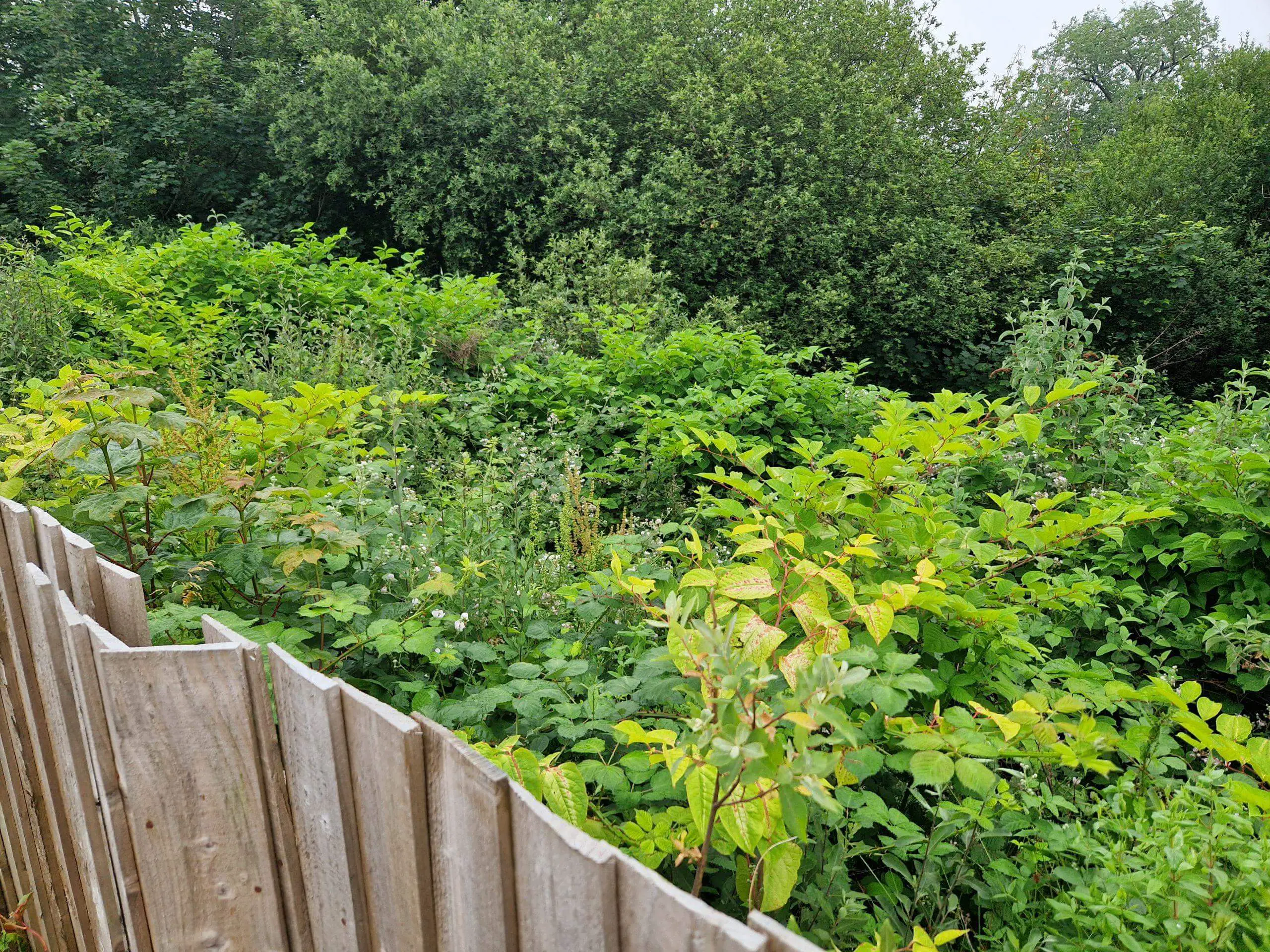 Japanese knotweed pressing against a boundary
