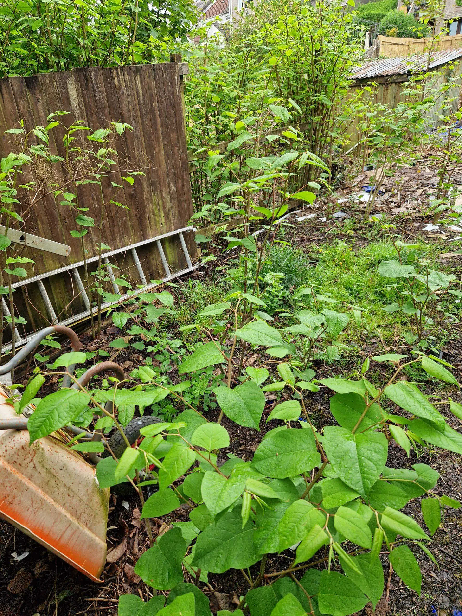 Japanese knotweed thriving on two sides of a property boundary