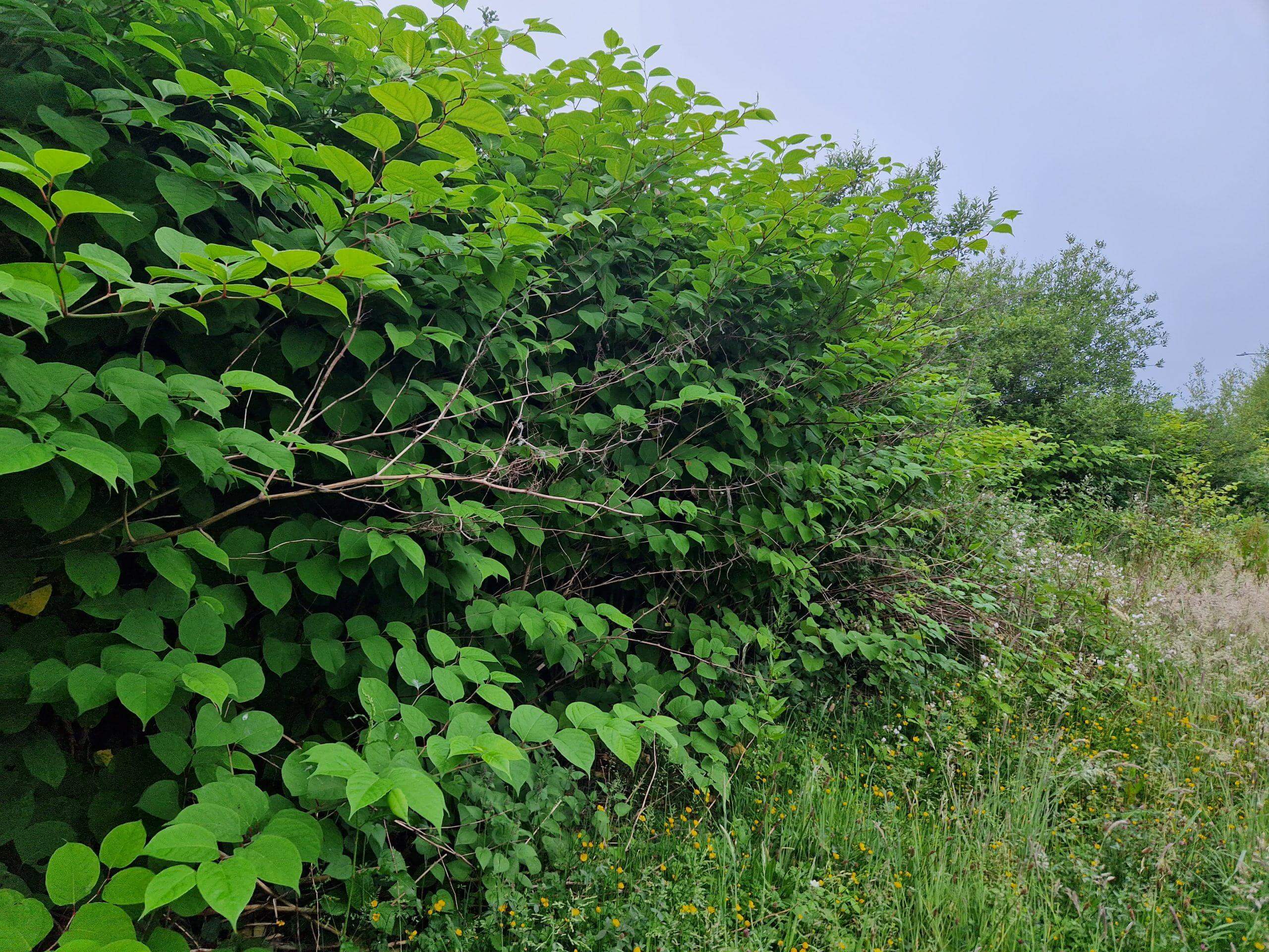 Japanese knotweed wildly growing on waste land