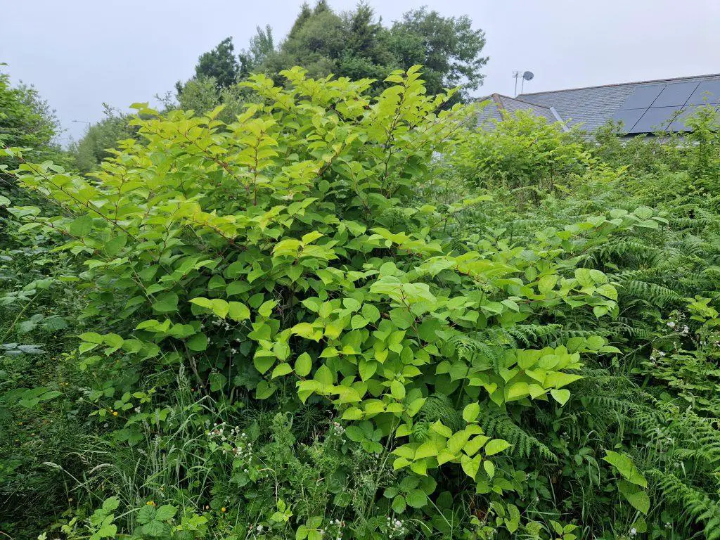 Latest methods to remove Japanese knotweed