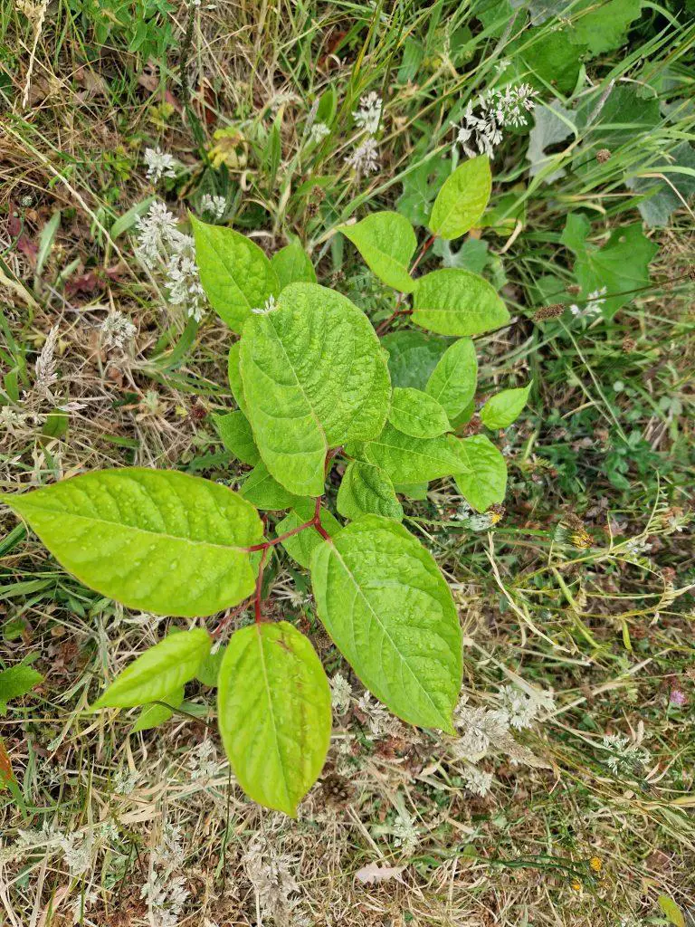 The Potential Medicinal Uses of Japanese Knotweed