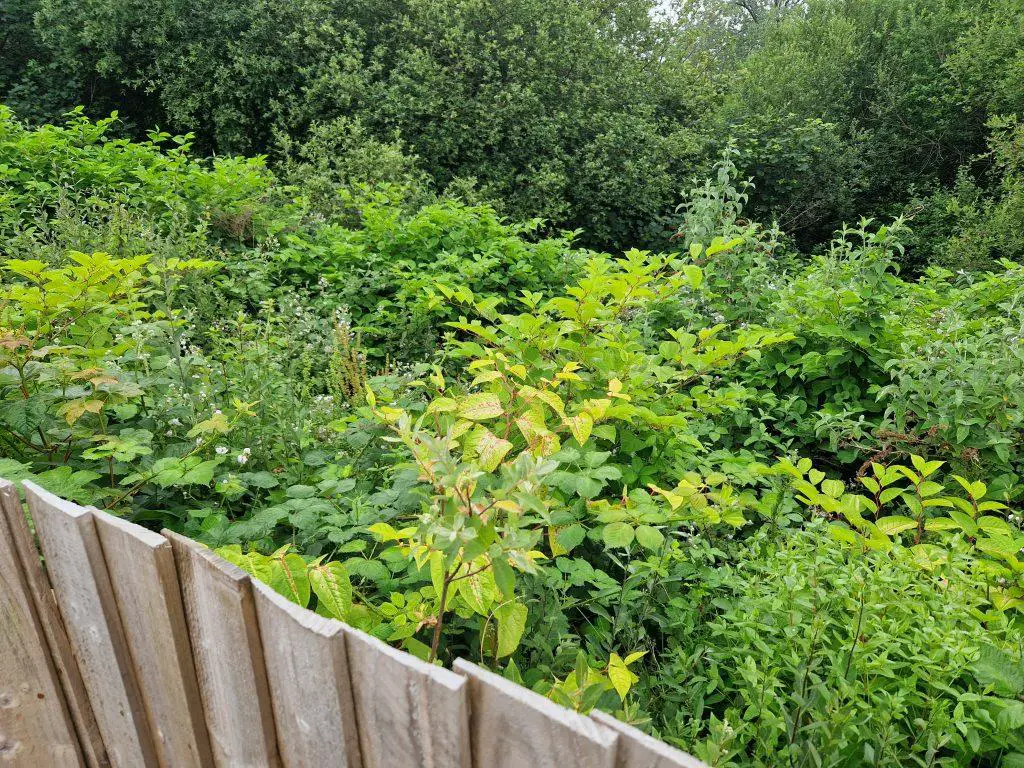 Preventing the spread of Japanese knotweed across a boundary