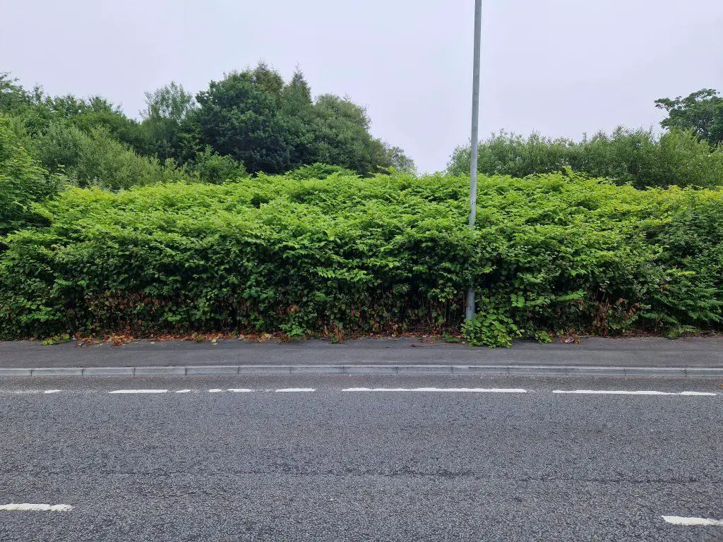 Preventing the spread of Japanese knotweed before it consumes an area completely