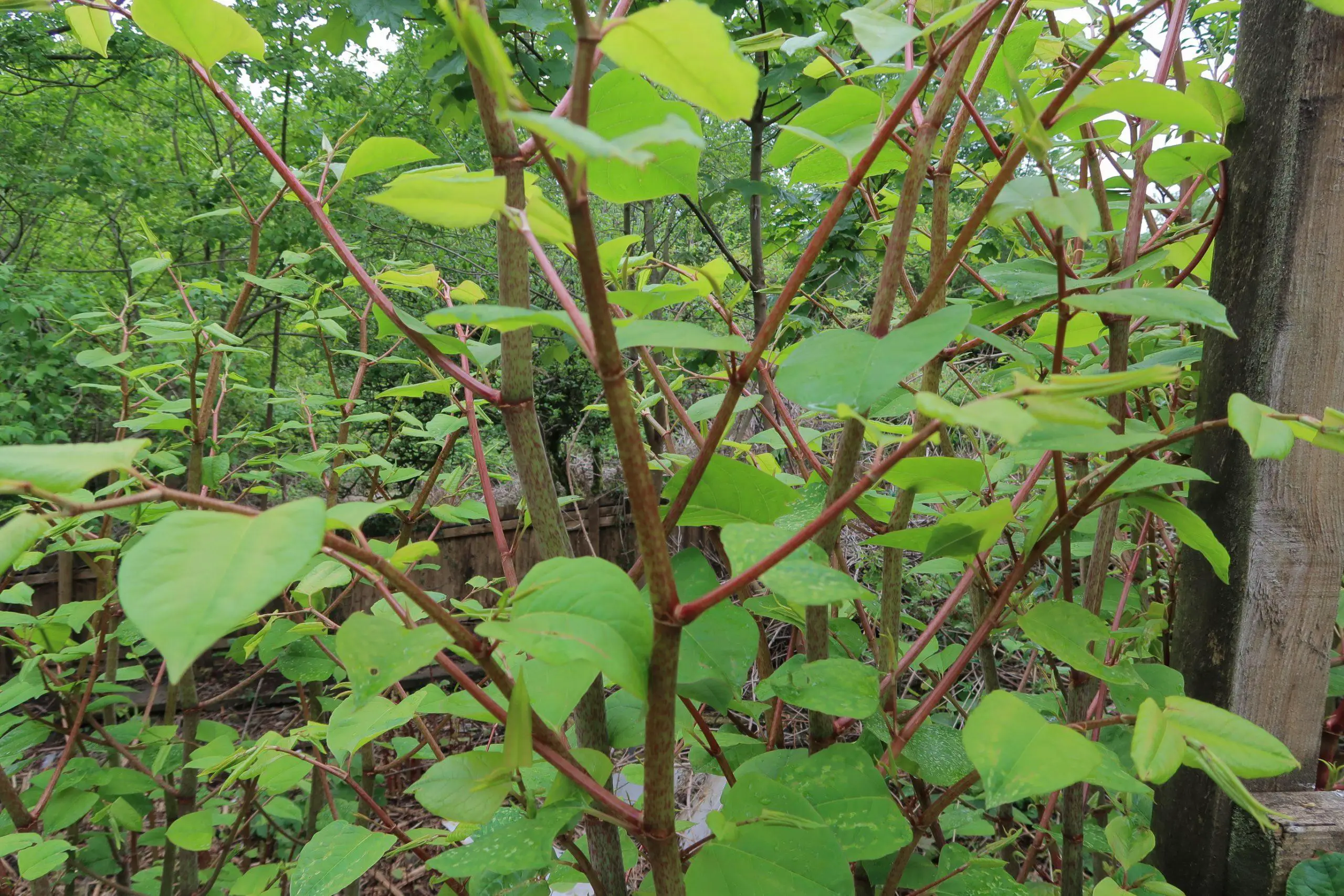 Preventing the spread of Japanese knotweed is vital to gain control and reclaim your garden