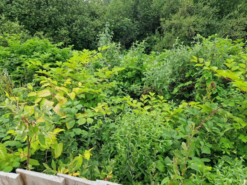 The best way to remove Japanese knotweed whist being mindful of the environment