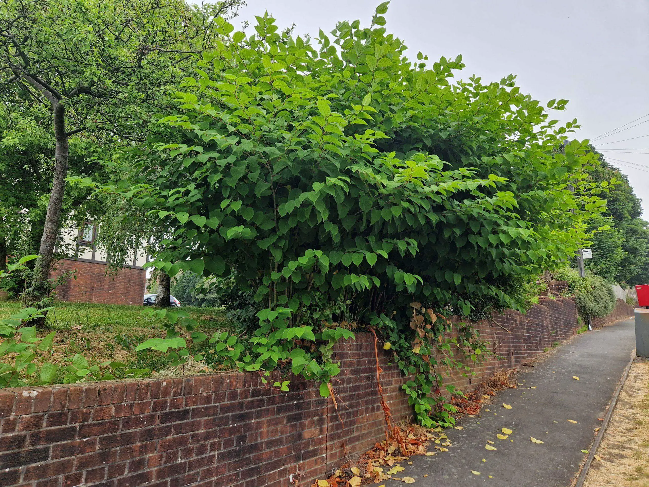 The cost of Japanese knotweed removal and control