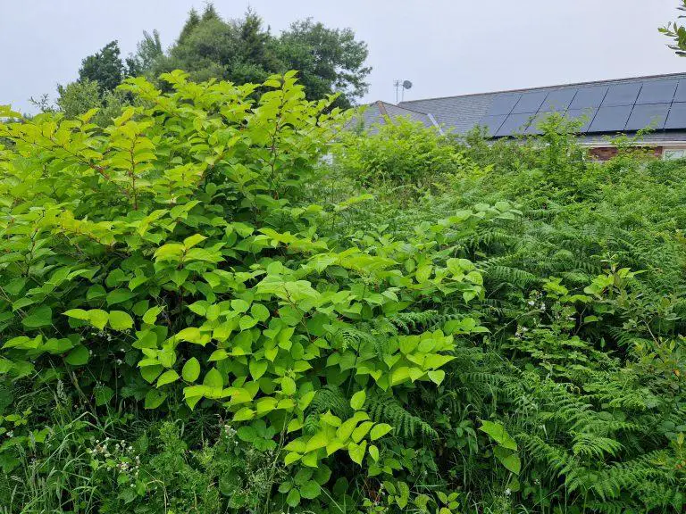 The Economic Impacts of Japanese Knotweed on Local Communities